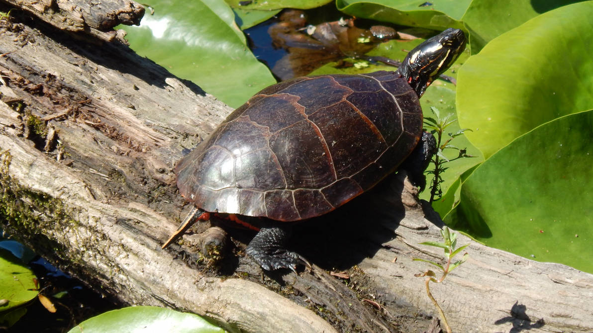Shinning Shell Shining Shell by DragonHaven42 on DeviantArt