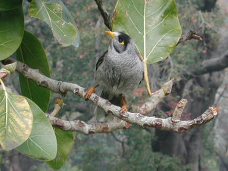 Noisy Miner