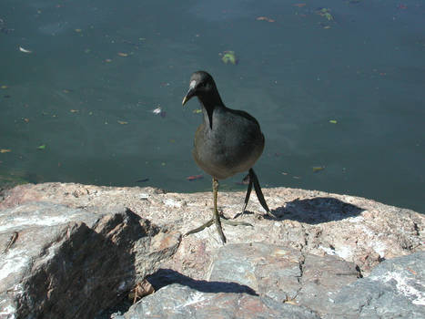 Australian Birdie