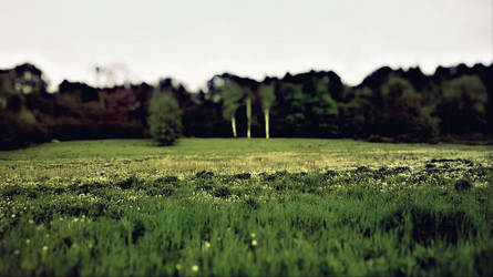 Three naked trees in the meadow