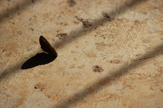 Brown Butterfly