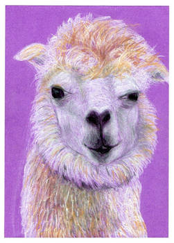 Llama