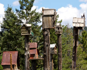 Birdhouses in the Colorado mountains