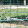 White Lion + Cubs