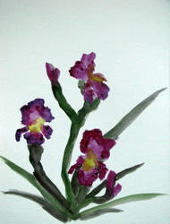 Chinese Iris, Violet