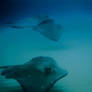 Stingrays 1