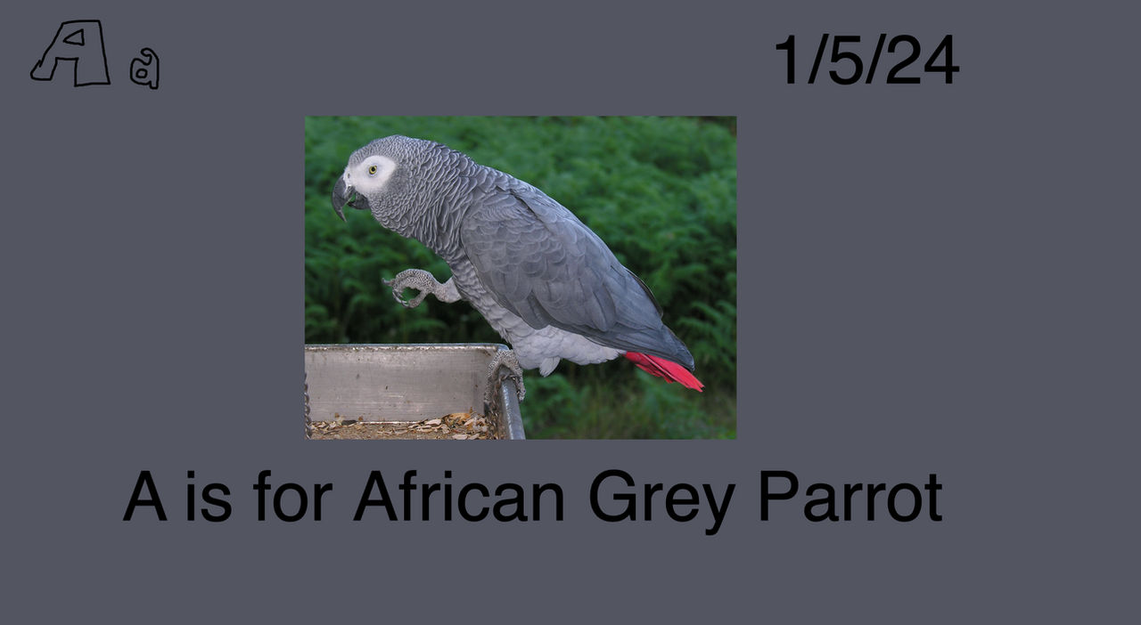 Parrot ABC Month - African Grey Parrot by Darthzookeeper on DeviantArt