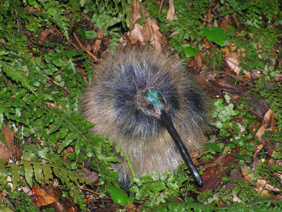 New Zealand Kiwi 2