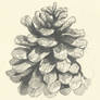 Pinecone