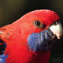 Crimson Rosella