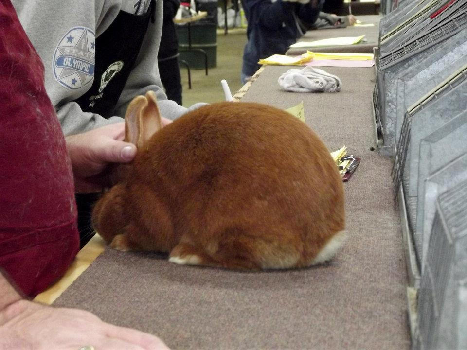 Rabbit on the Judging Table by GhostRabbitry on DeviantArt