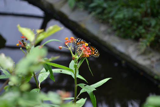 Danaus plexippus