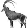 sable antelope