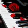 Piano:Rose