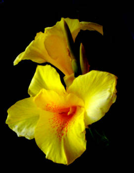 yellow flower's blossom