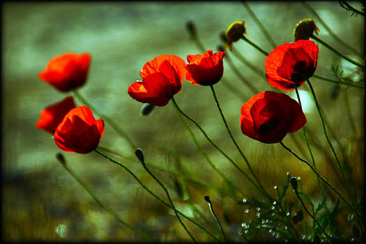 poppies and light 2