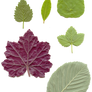 Leafy Textures
