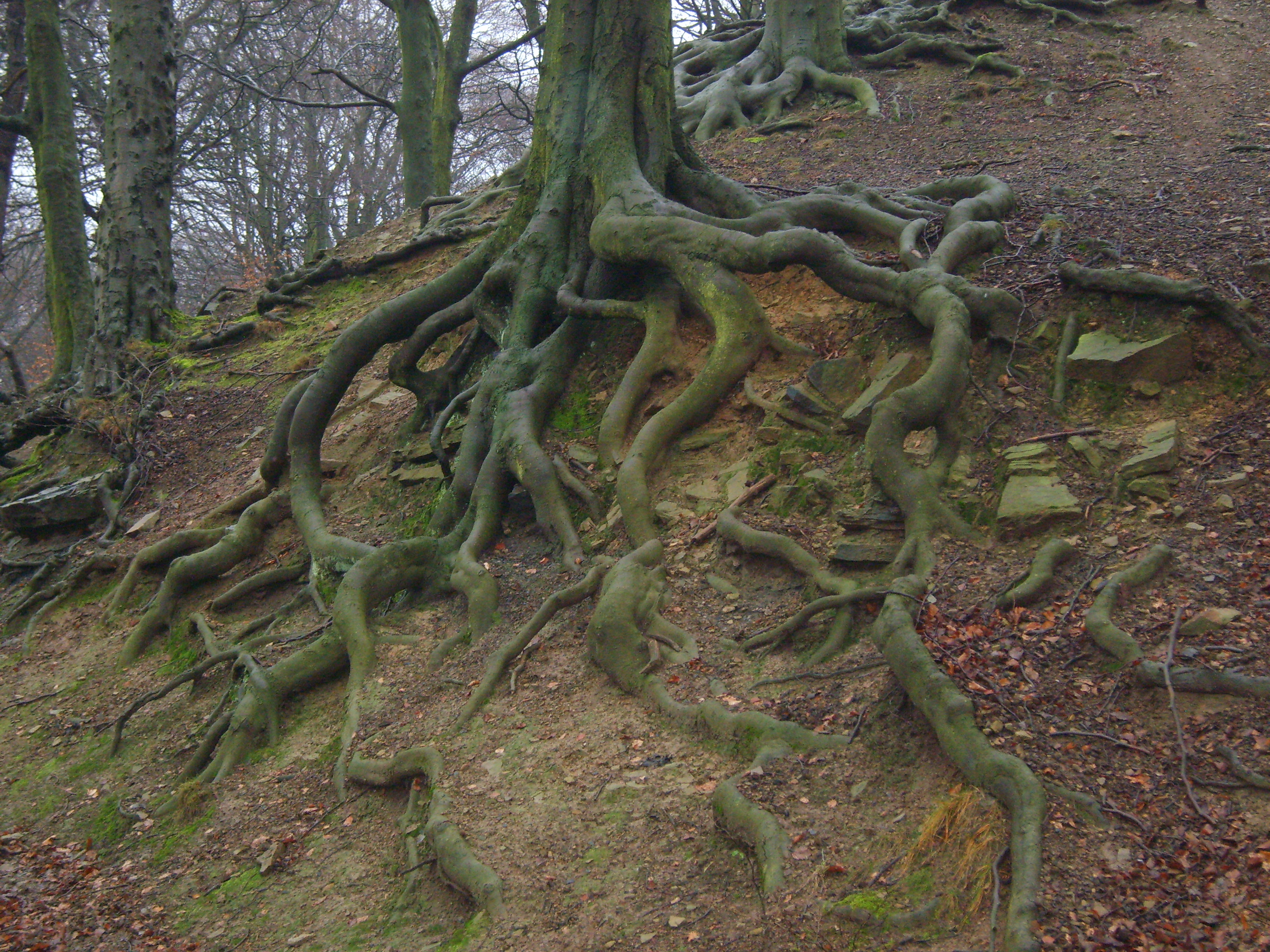 Tree Roots by PaulineMoss on DeviantArt
