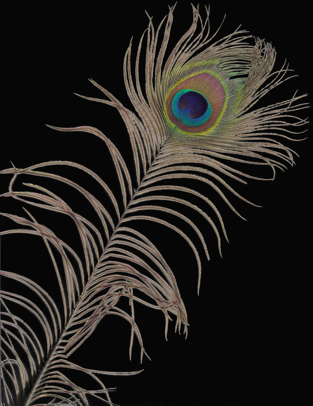 Peacock Feather III