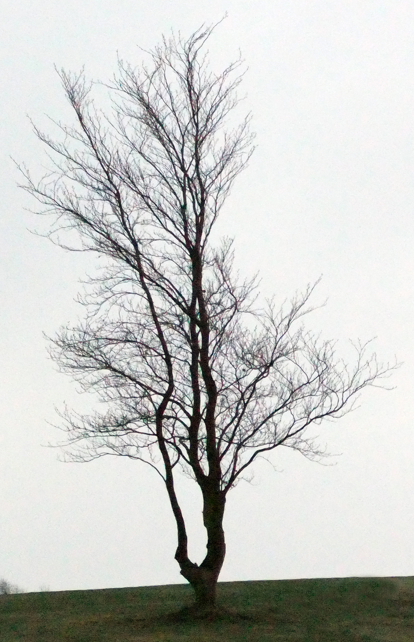 Tree V