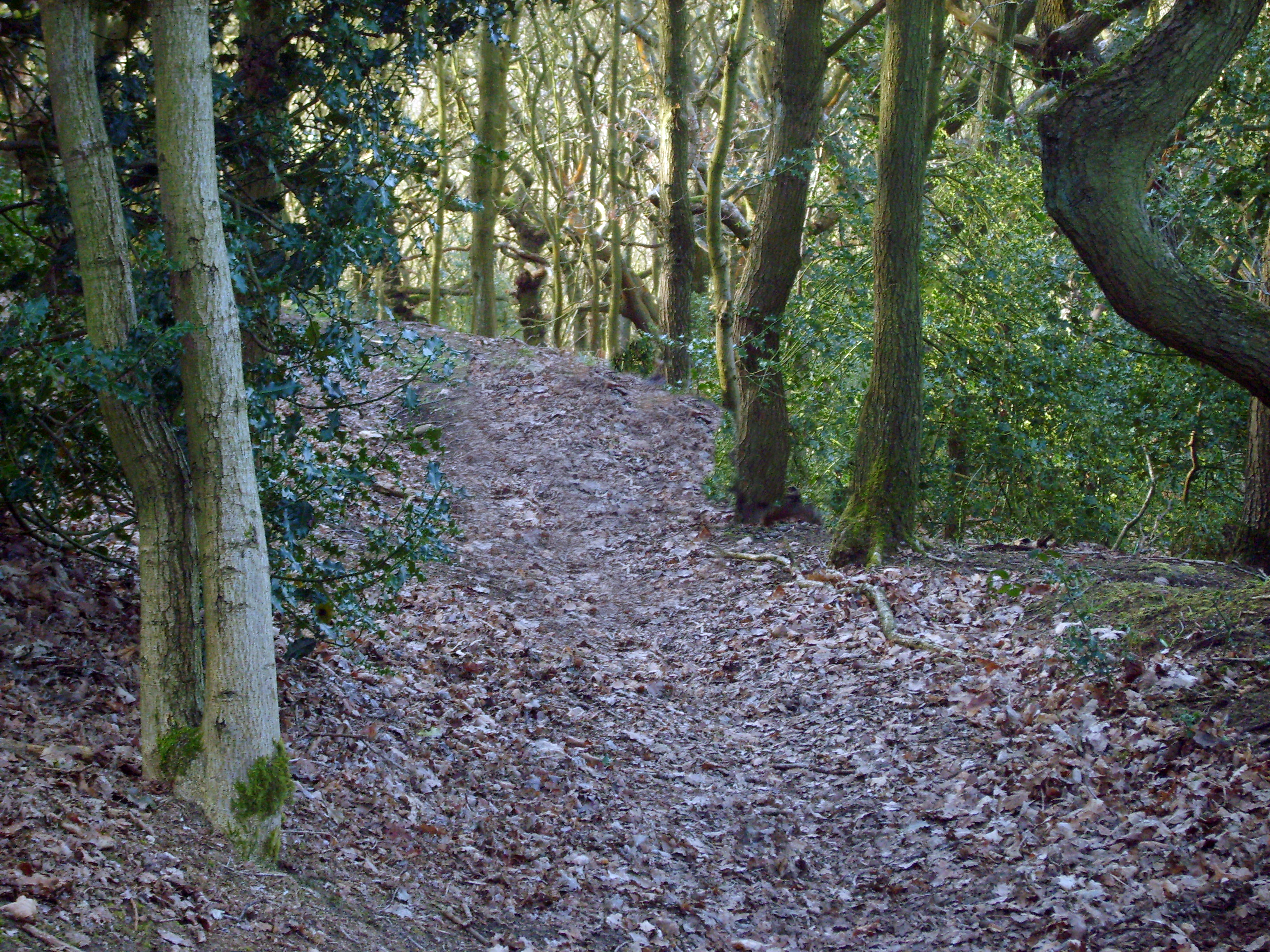 Woodland path II