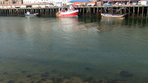 Whitby Harbour (15)