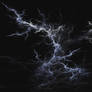 Fine Roots