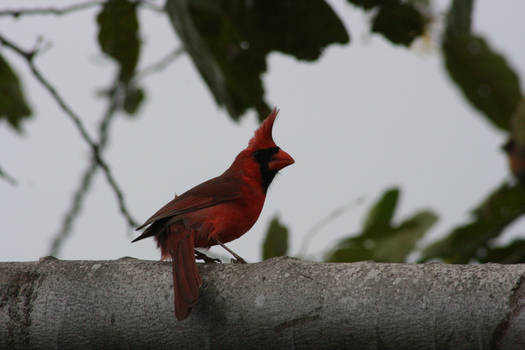 Cardinal