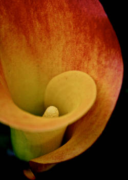 Calla Lilly