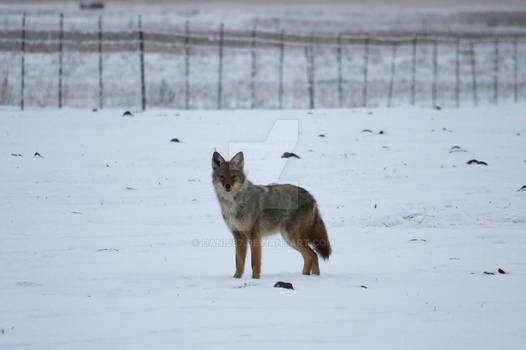 Wylie E. Coyote