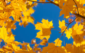 Fall, at last