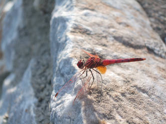 Dragonfly