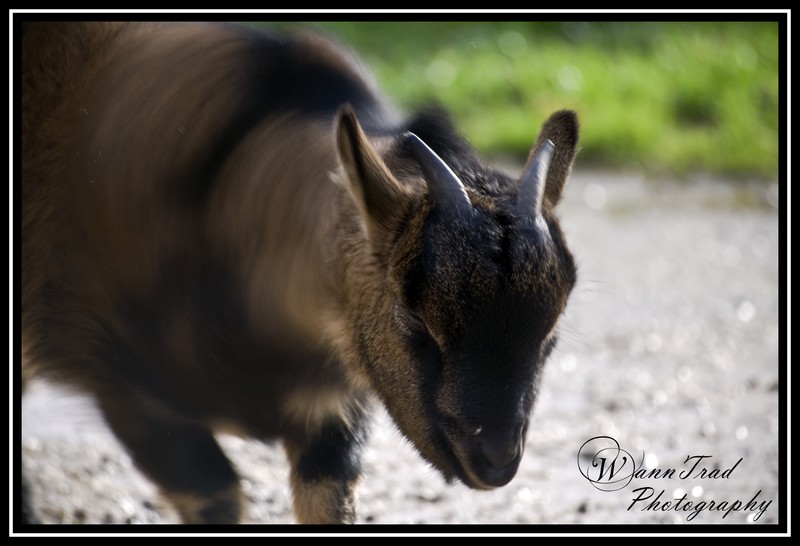 Animalier : Chevre floue