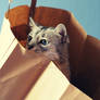 A funny cat in a bag I