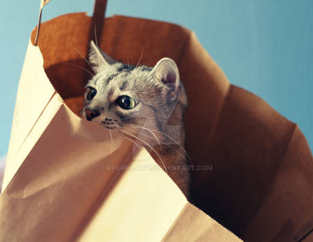 A funny cat in a bag I