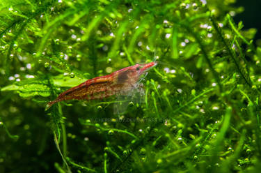 Shrimp Red Cherry VI