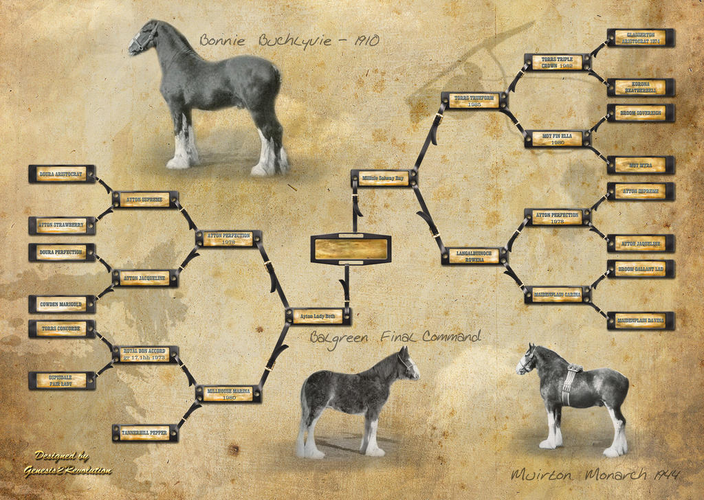 Gypsy Cob Pedigree