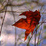 Red sheet and Autumn