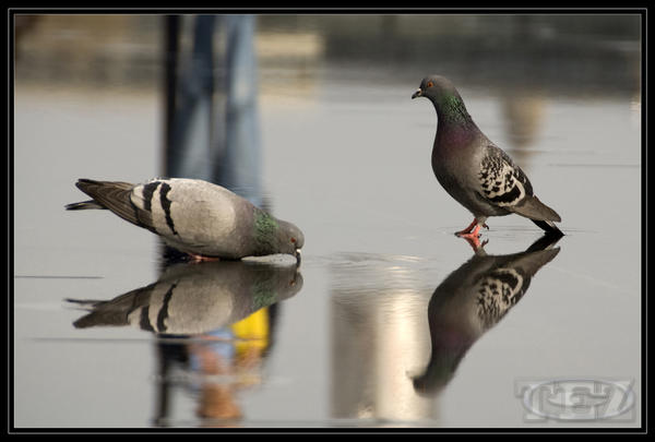 Pigeon and water