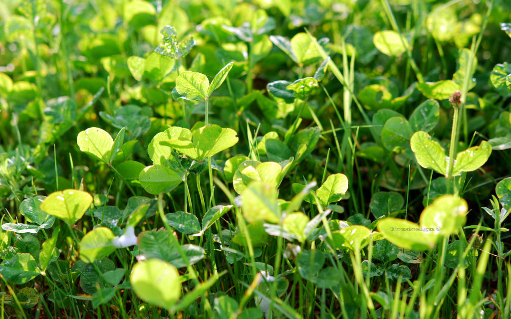 clover 2560x1600