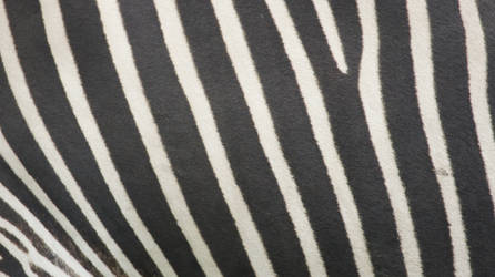 Zebra 2