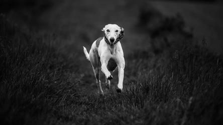 Whippets