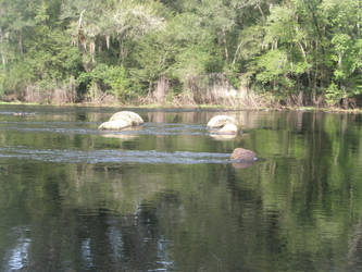 Not so Dried up River Bed