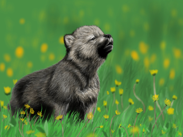 photo Real Cute Wolf Pics wolf pup by opium01 on deviantart
