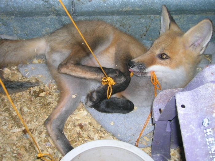 Baby fox 3