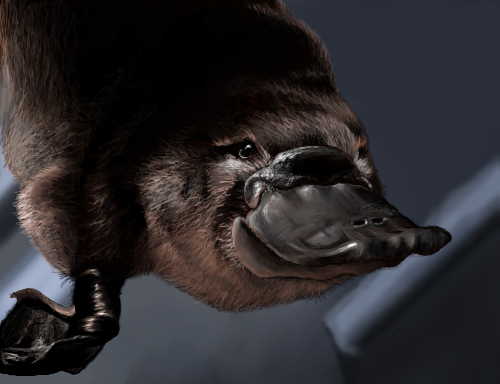 Platypus