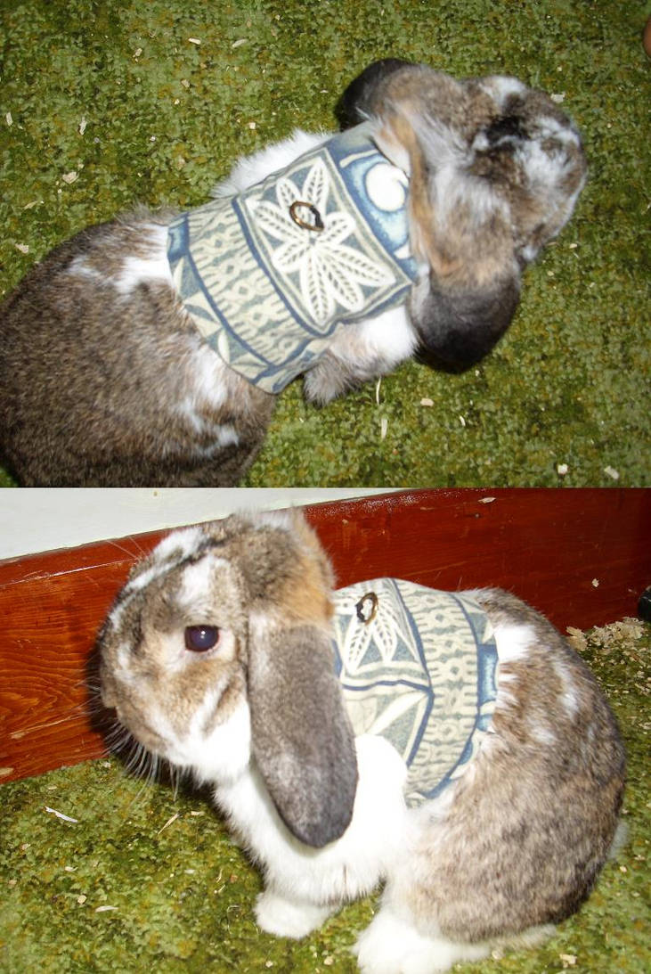 Rabbit Harness by HappyCreations on DeviantArt