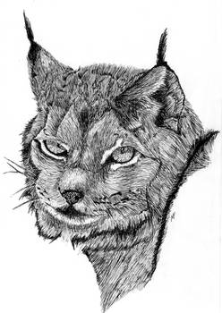 Art Class - Lynx