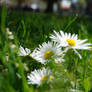 Daisies