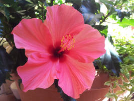 Hibiscus